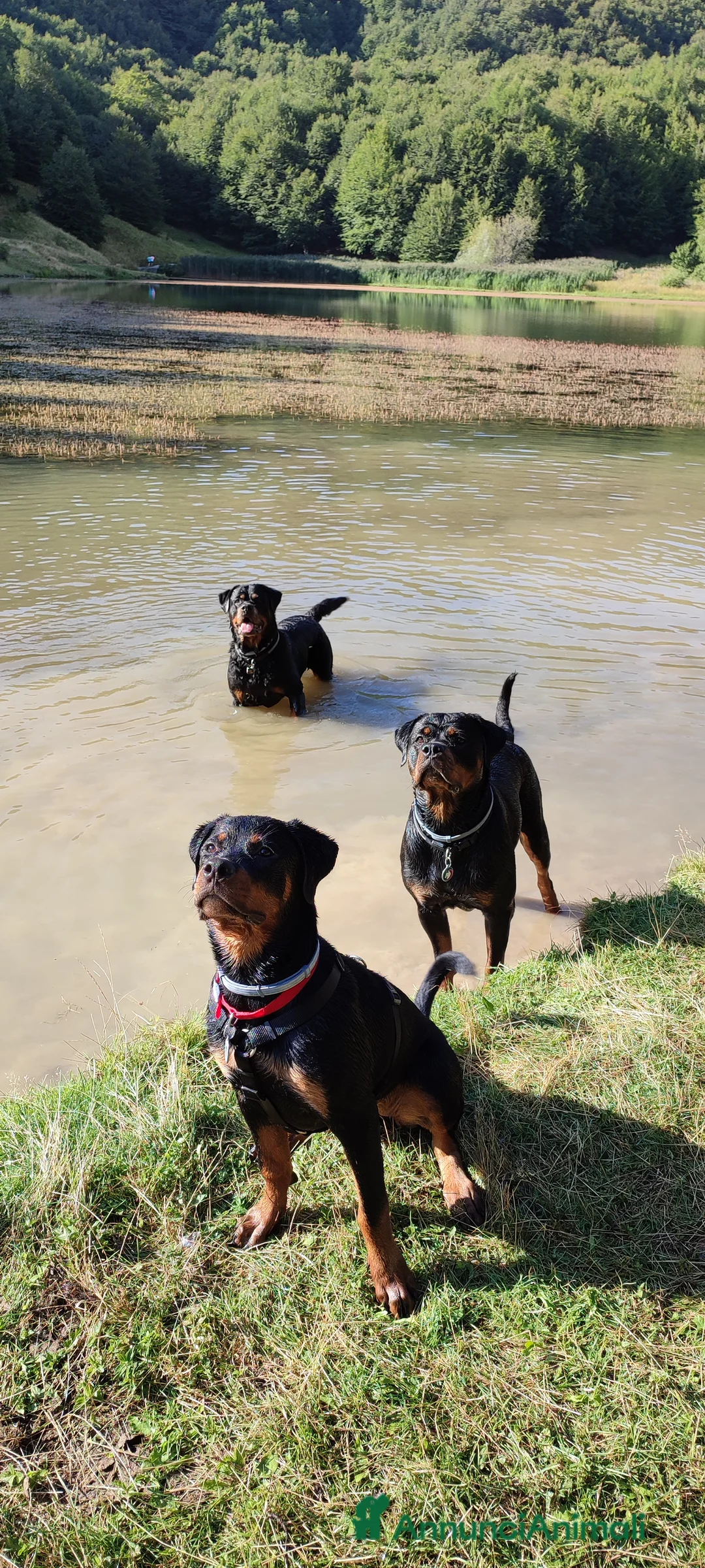 Immagine della galleria {{count}}