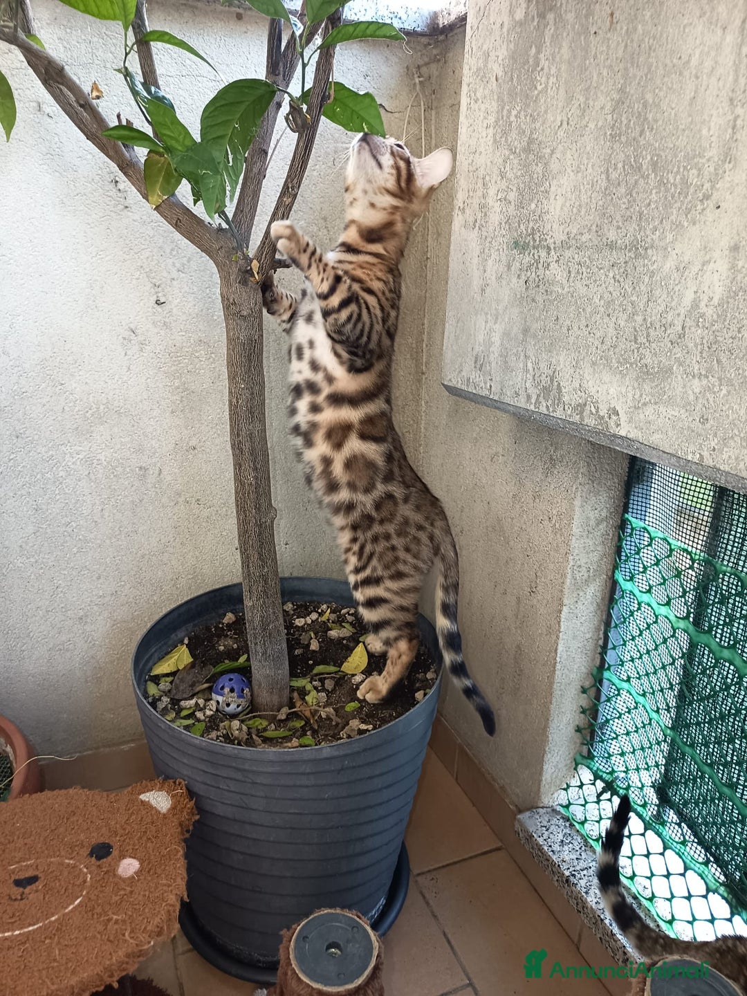 Bengala gatti in vendita: Cuccioli bengala - Annuncio 4