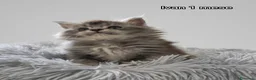 Maine Coon gatti in vendita: MAINE COON CON PEDIGREE:PERCORSO DI ADOZIONE ETICO - Annuncio 1