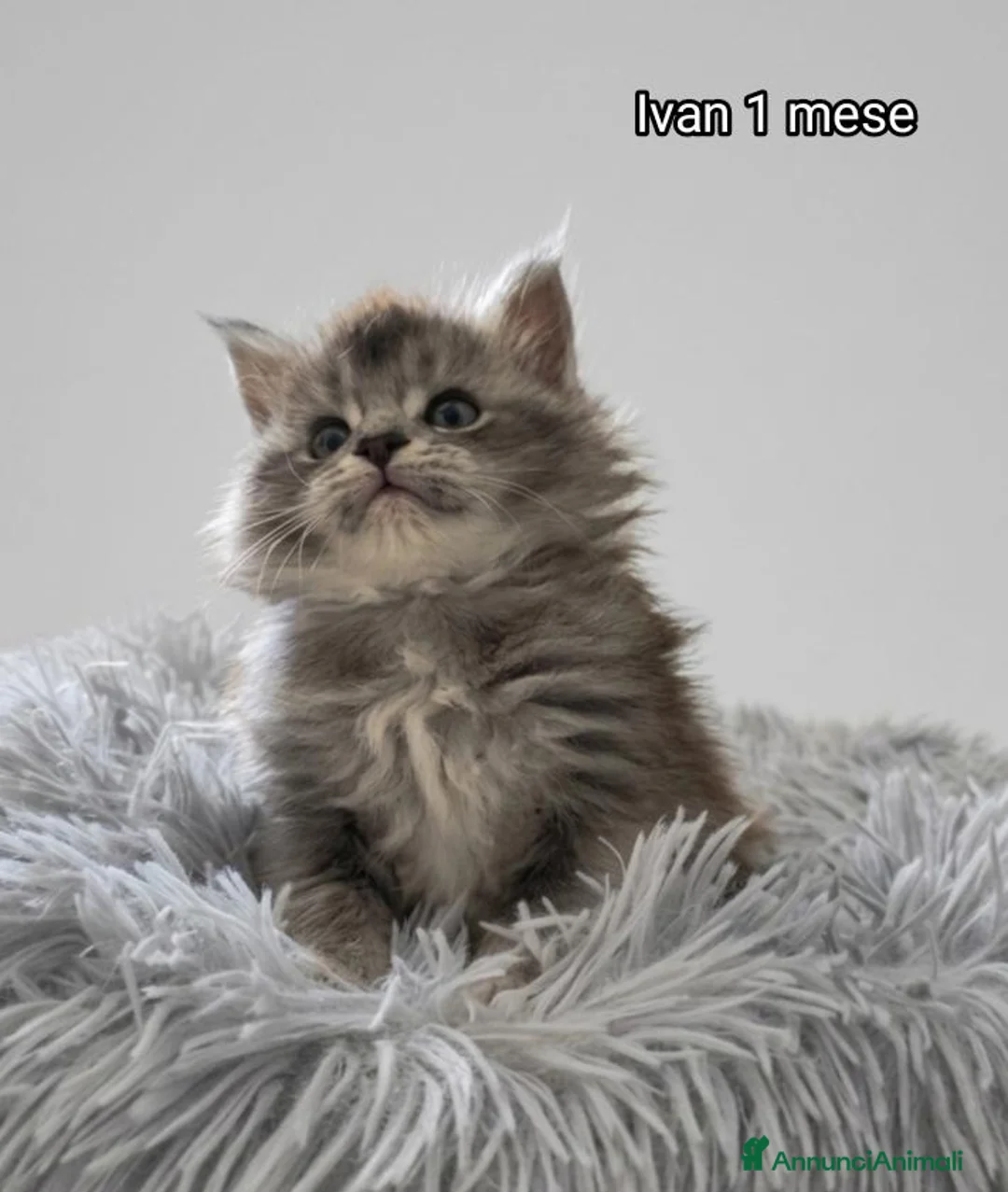 Maine Coon gatti in vendita: MAINE COON CON PEDIGREE:PERCORSO DI ADOZIONE ETICO - Annuncio 1