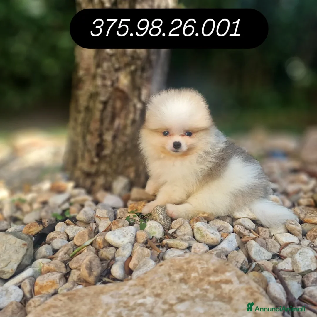 Spitz cani in vendita: Spitz tedesco NANO Pomerania  - Annuncio 6