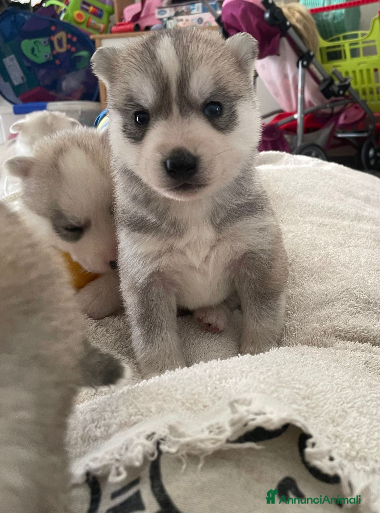 Husky cani Siberian Husky, cuccioli alta genealogia - Annuncio 2