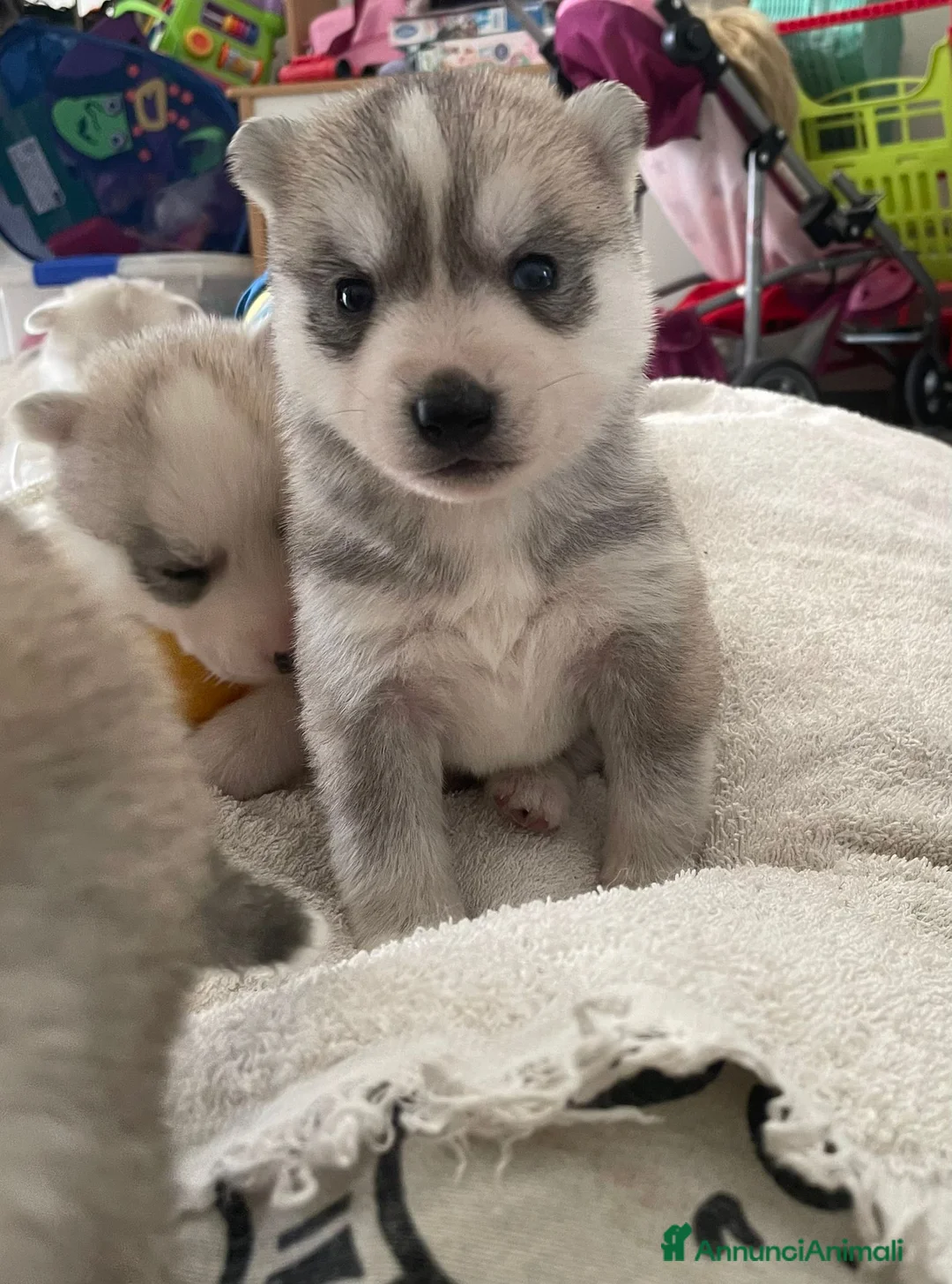 Husky cani in vendita: Siberian Husky, cuccioli alta genealogia - Annuncio 2