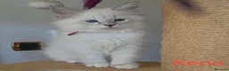 Siberiano gatti in vendita: Cuccioli di gatto siberiano neva masquerade - Annuncio 5