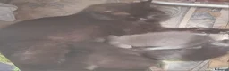 Altre razze gatti in regalo: Regalo gattini a Provincia di Fermo - Annuncio 2