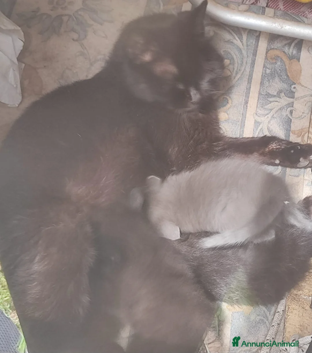 Altre razze gatti in regalo: Regalo gattini a Provincia di Fermo - Annuncio 2