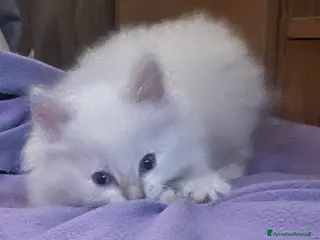 Ragdoll gatti Ragdoll cucciolini - Annuncio 7