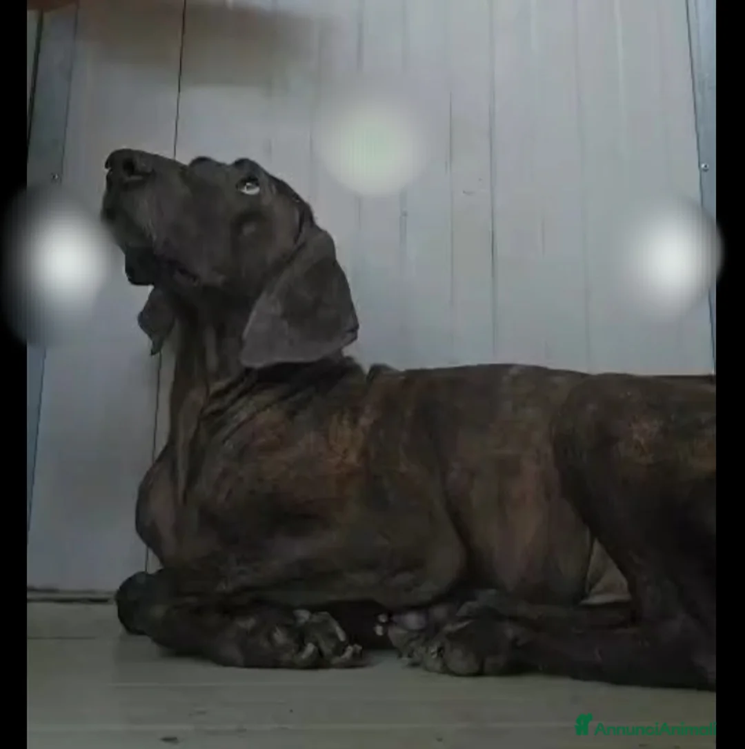 Segugio cani in regalo: Michele: timido segugio dolcissimo con tutti  - Annuncio 8