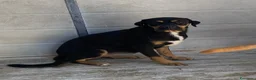 Rottweiler cani in regalo: Laila - Annuncio 4
