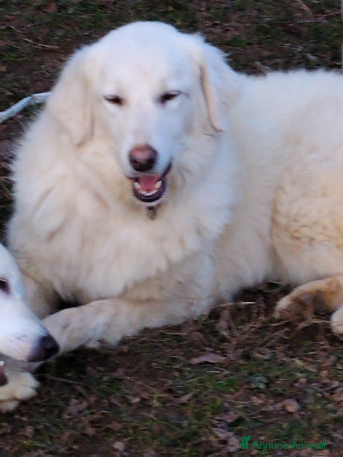 Meticcio cani Asia  - Annuncio 31