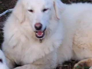 Meticcio cani Asia - Annuncio 31