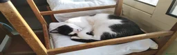 Europeo gatti in regalo: Micha e Rainbow hanno bisogno di una nuova casa! - Annuncio 10