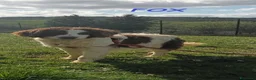 Meticcio cani in regalo: FOX un timidino tg mediopicc. a Provincia di Livorno - Annuncio 1