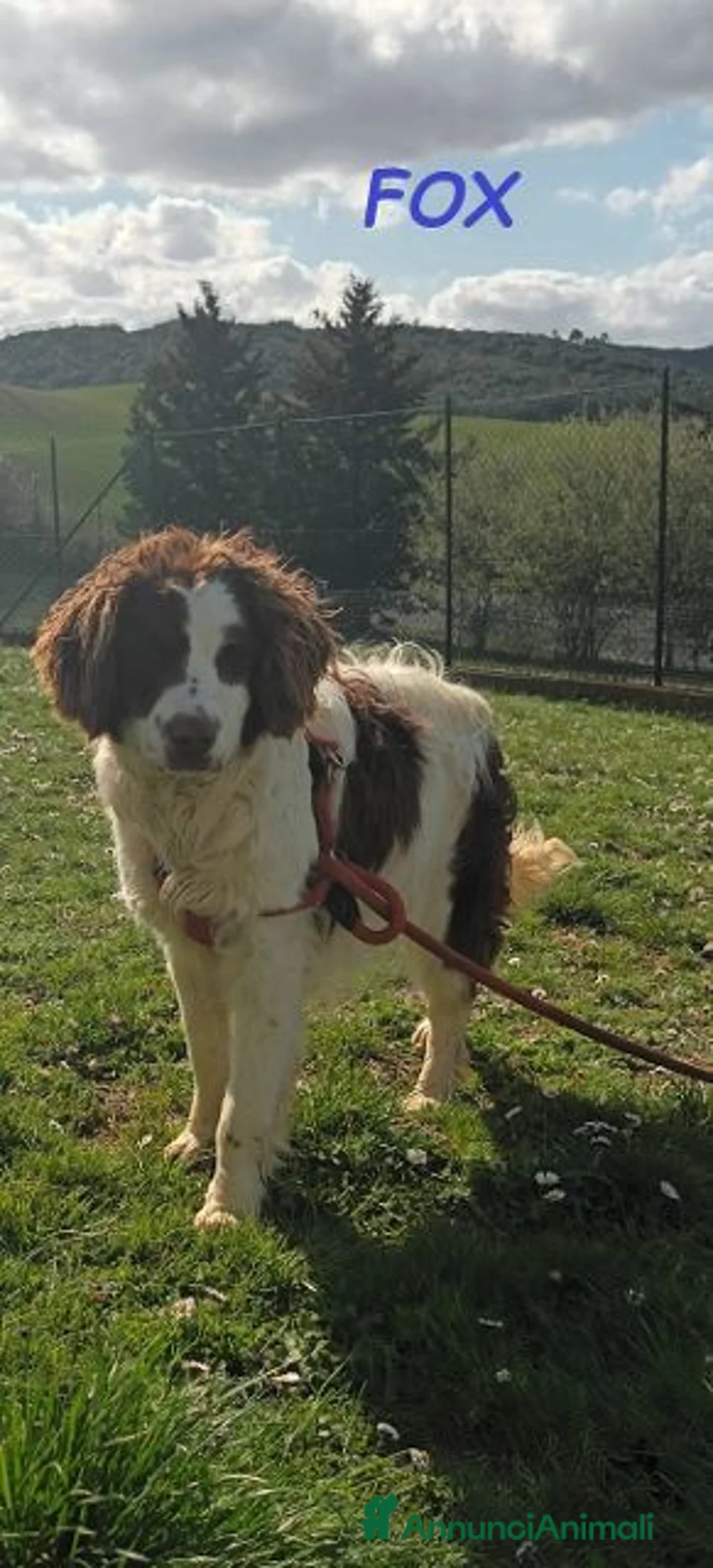 Meticcio cani in regalo: FOX un timidino tg mediopicc. a Provincia di Livorno - Annuncio 1