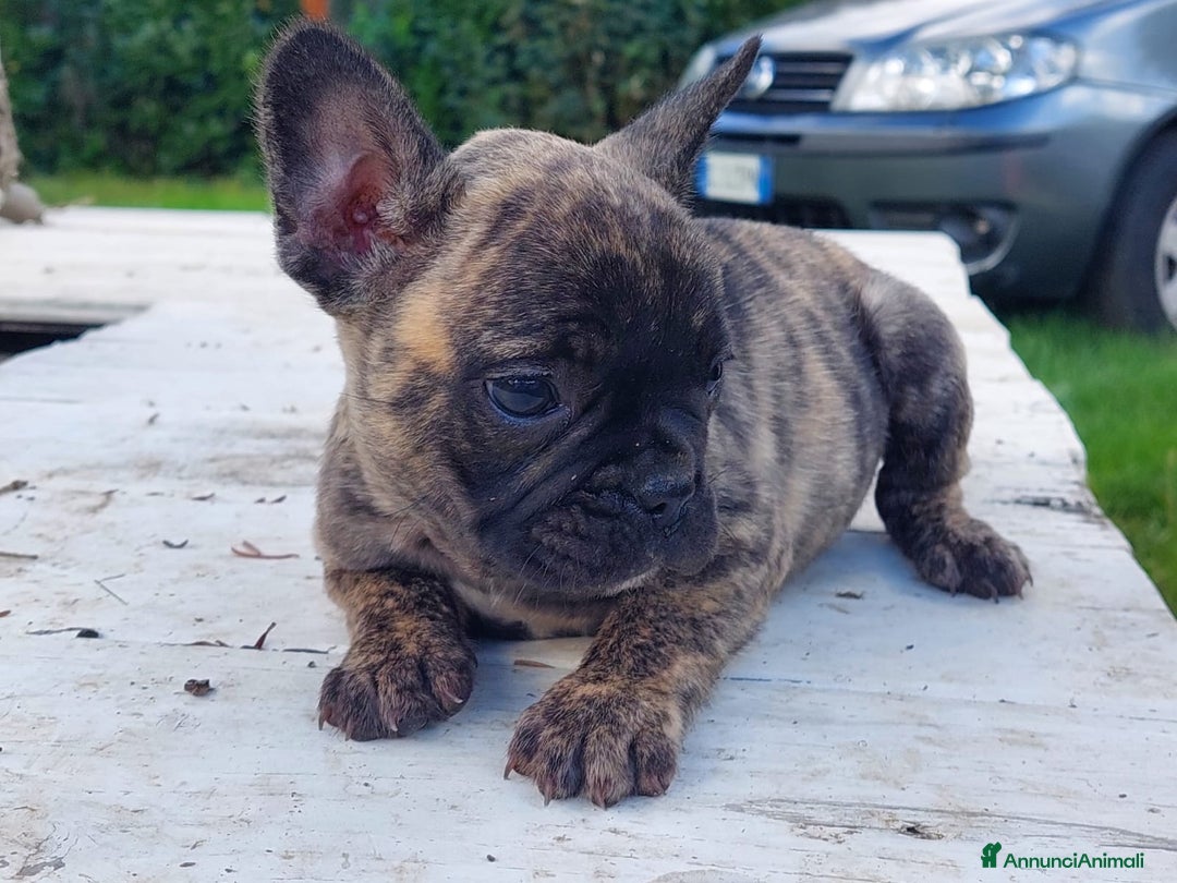 Bulldog Francese cani in vendita: Bulldog francese Bringee - Annuncio 1
