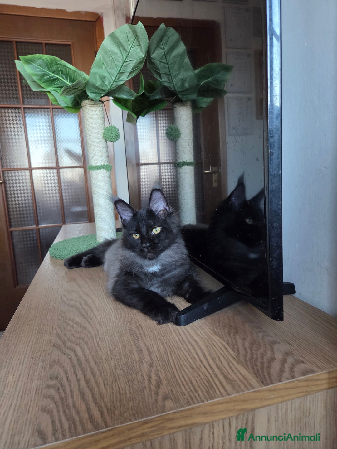 Maine Coon gatti in vendita: Ultimi 4 cuccioli Maine Coon - Annuncio 15