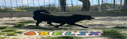 Meticcio cani in regalo: OBELIX giovane simpatico piccoletto a Città Metropolitana di Firenze - Annuncio 5