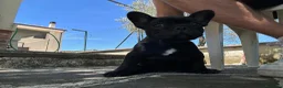 Bulldog Francese cani in vendita: bulldog francese nero tigrato  - Annuncio 11