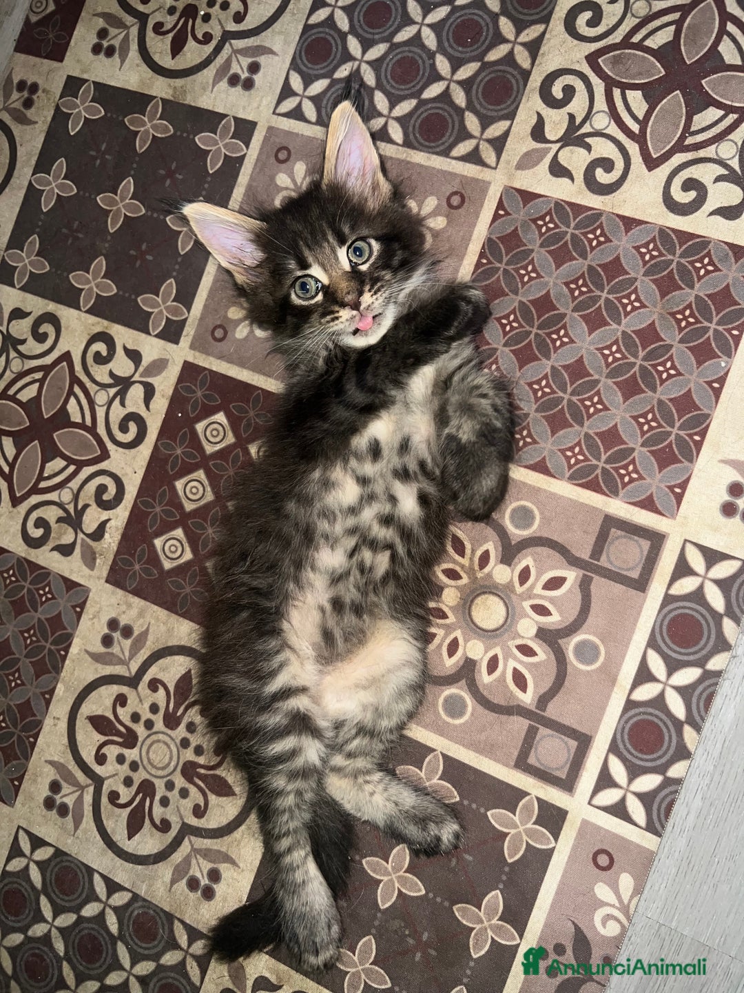 Maine Coon gatti in vendita: Cuccioli di Maine Coon a Città Metropolitana di Torino - Immagine 7