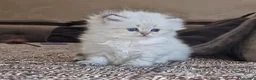 British gatti in vendita: British longhair Golden Point - Annuncio 8