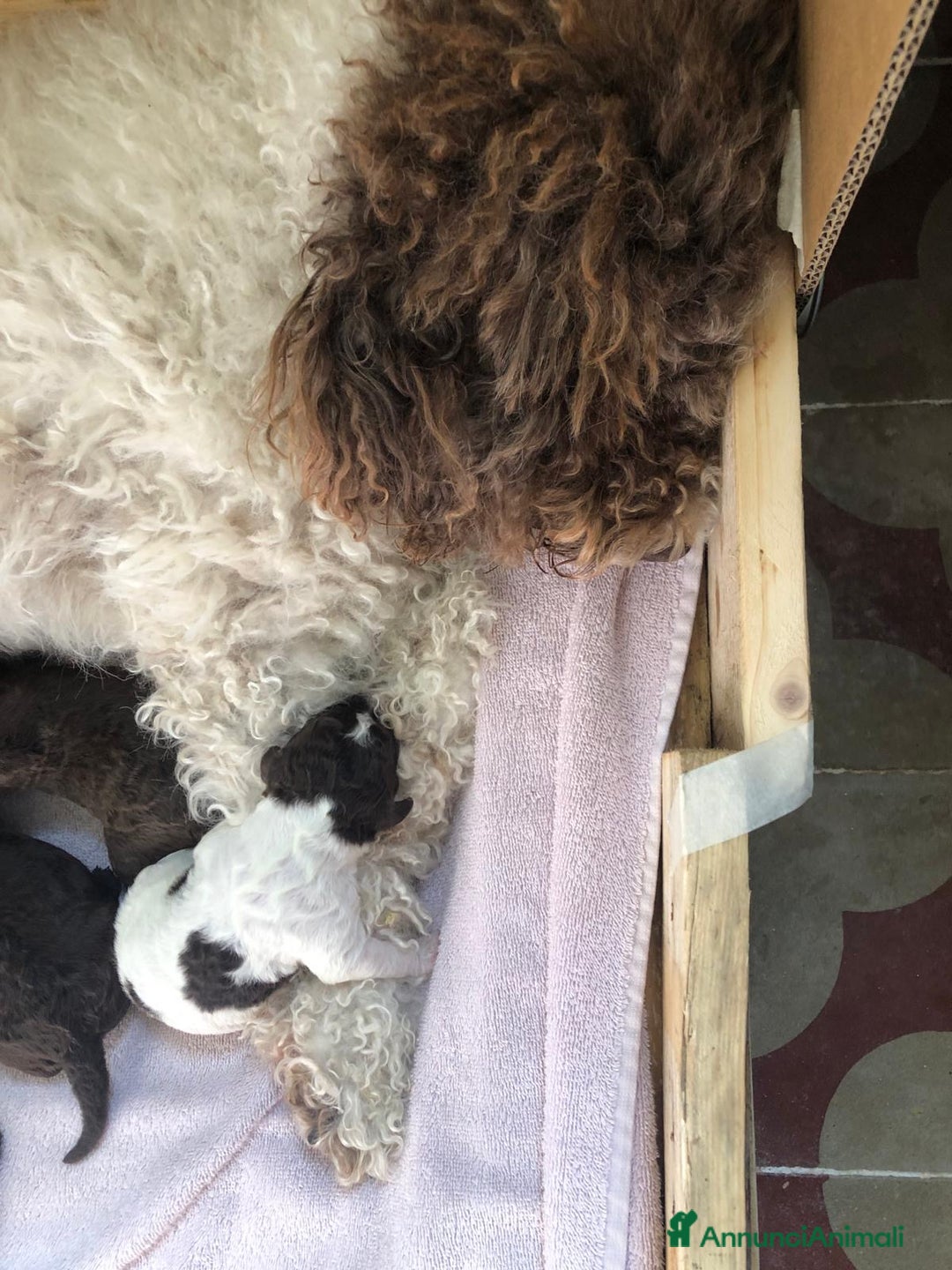 Lagotto cani in vendita: CUCCIOLI DI LAGOTTO ROMAGNOLO – DISPONIBILI SUBITO a Provincia di Pistoia - Immagine 6