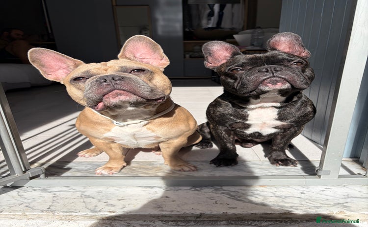 Bulldog Francese cani Bulldog francese - Annuncio 5