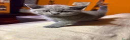 Scottish gatti in vendita: Cuccioli scottish straight - Annuncio 2