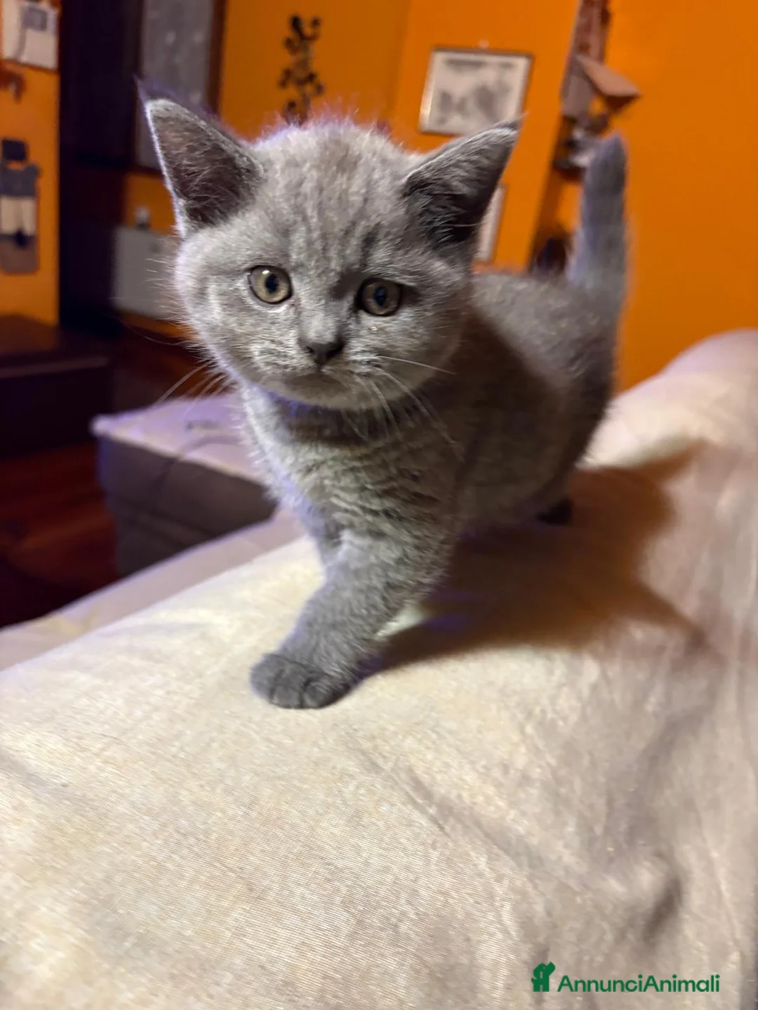 Scottish gatti in vendita: Cuccioli scottish straight - Annuncio 2