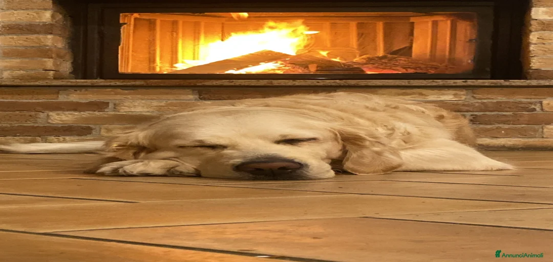 Immagine della galleria {{count}}