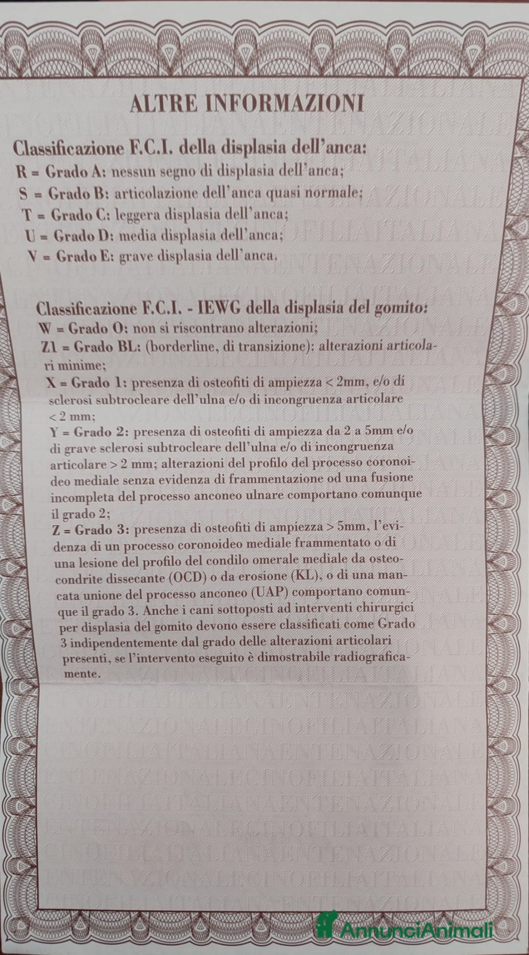 American Staffordshire cani in regalo: Amstaff maschio  - Immagine 7