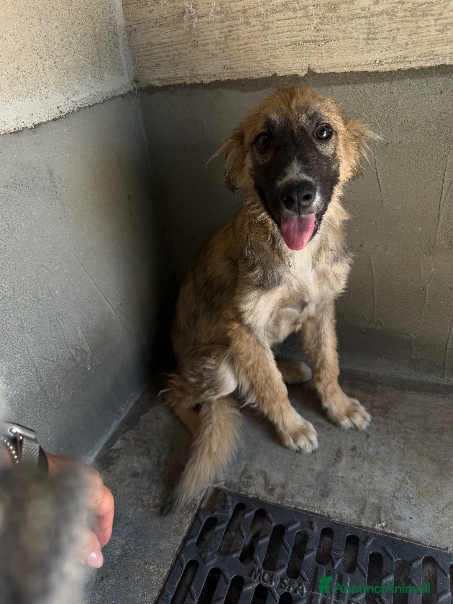 Meticcio cani Toto  - Annuncio 3