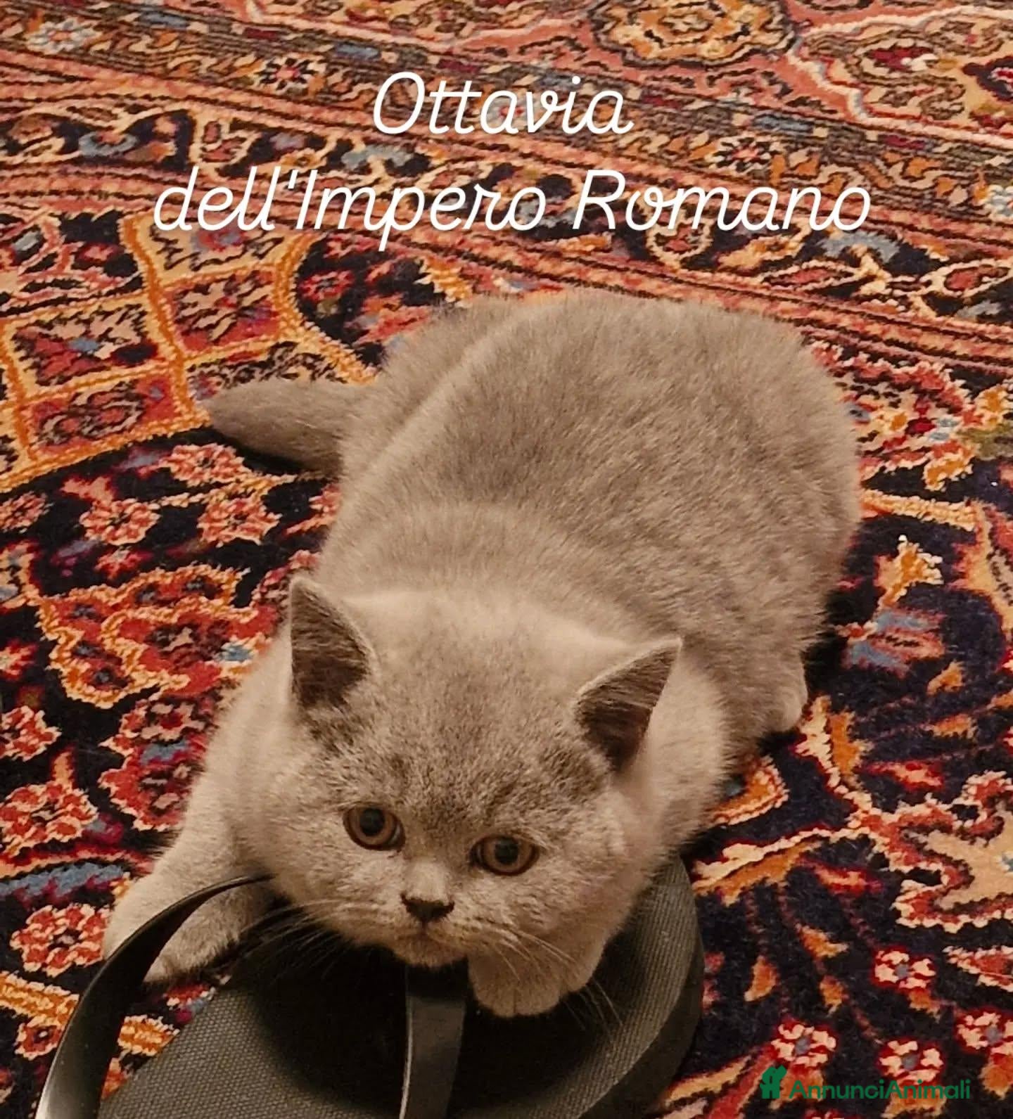 British gatti Ottavia dell' Impero Romano - Annuncio 3