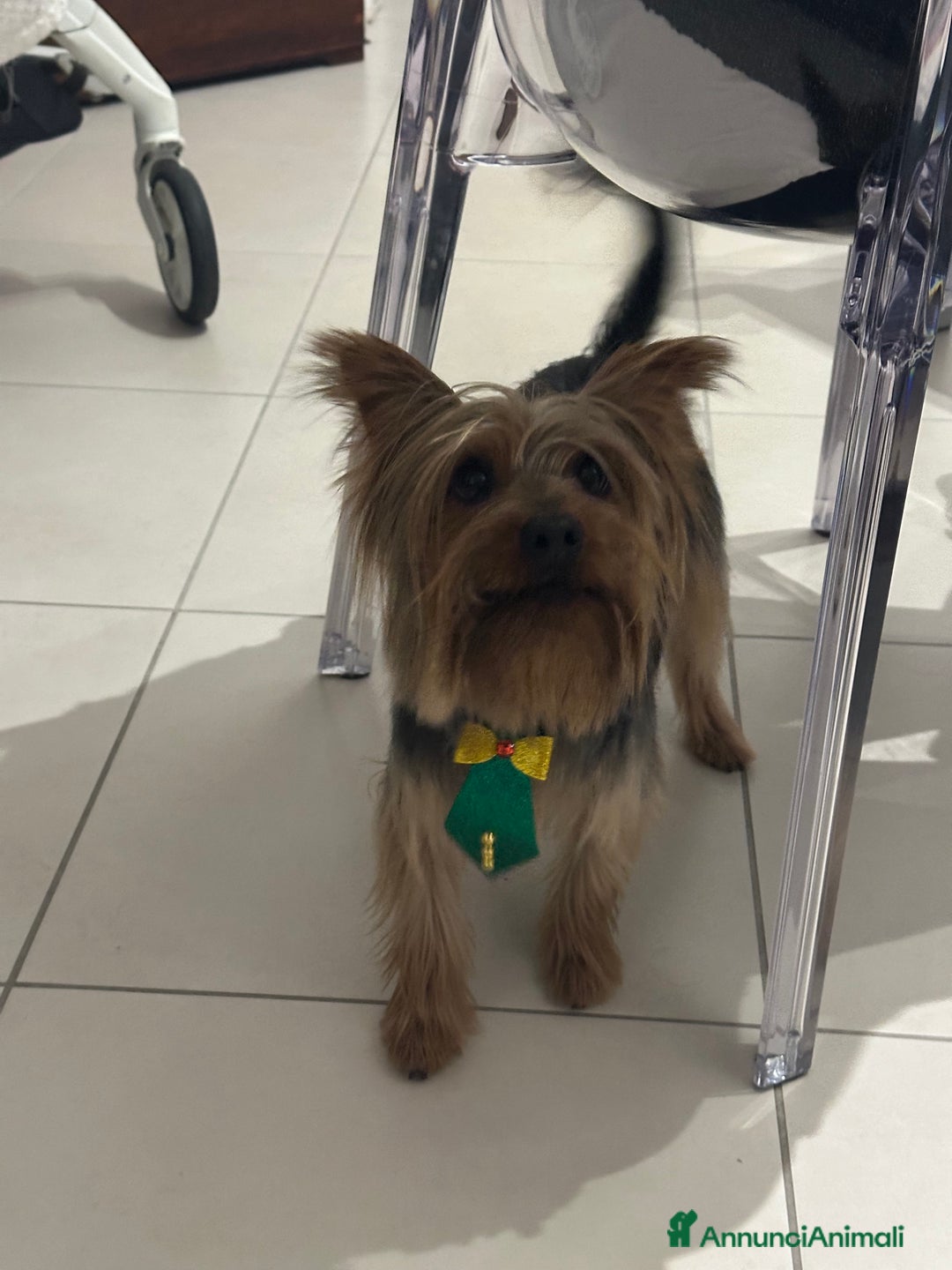 Yorkshire cani per accoppiamento: Yorkshire maschio per accoppiamento - Annuncio 2