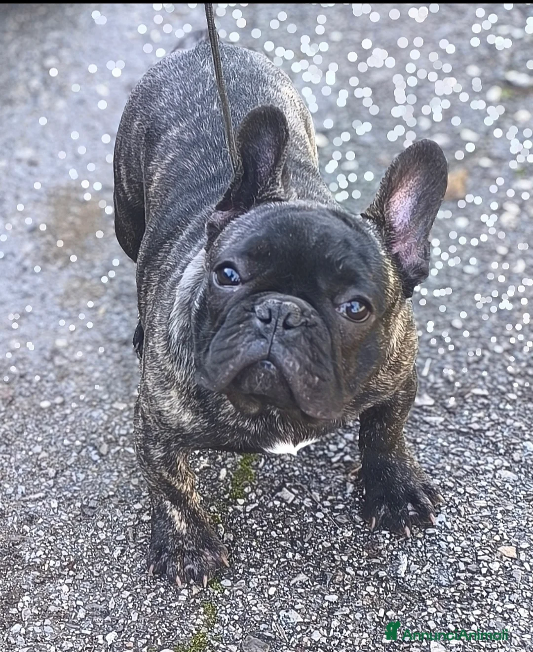 Bulldog Francese cani in vendita: Bulldog francese maschio  - Annuncio 5