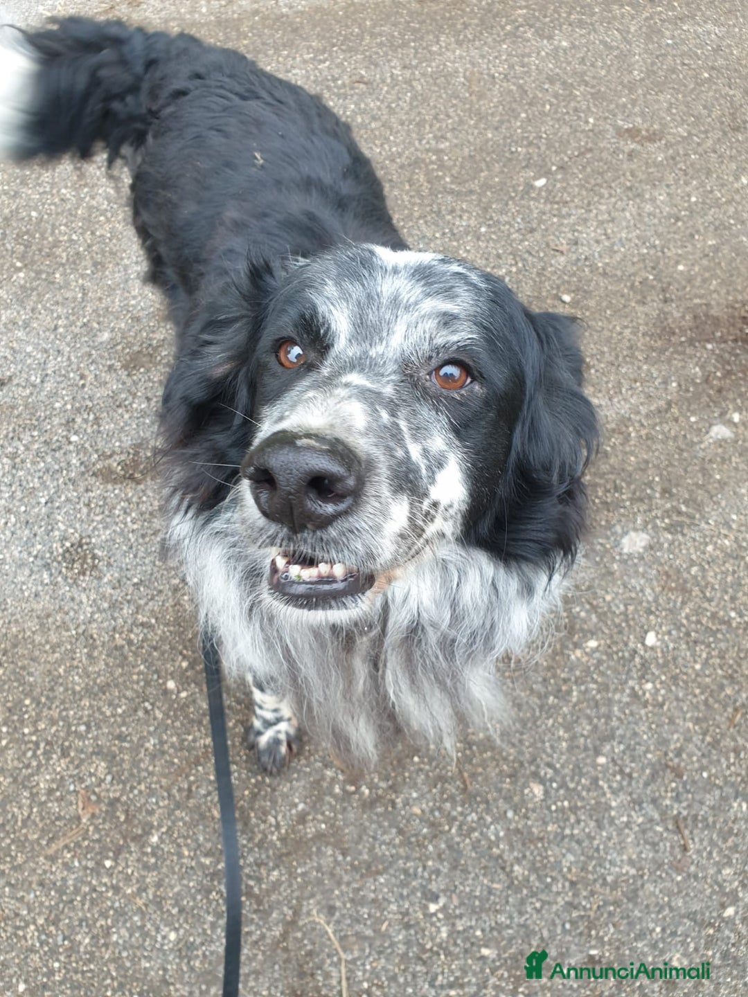 Meticcio cani in regalo: 2fratelli mix caccia vissuti 9anni in 1lager.ROMA a Città metropolitana di Milano - Annuncio 5