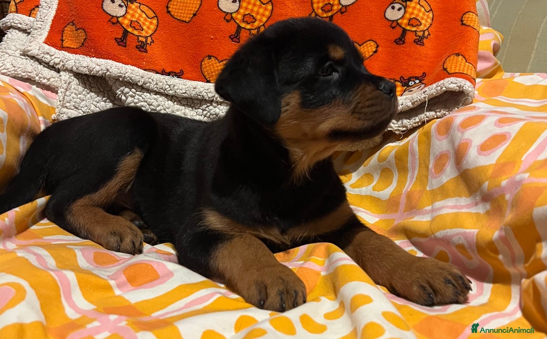Rottweiler cani in vendita: Rotteiler cuccioli - Annuncio 4