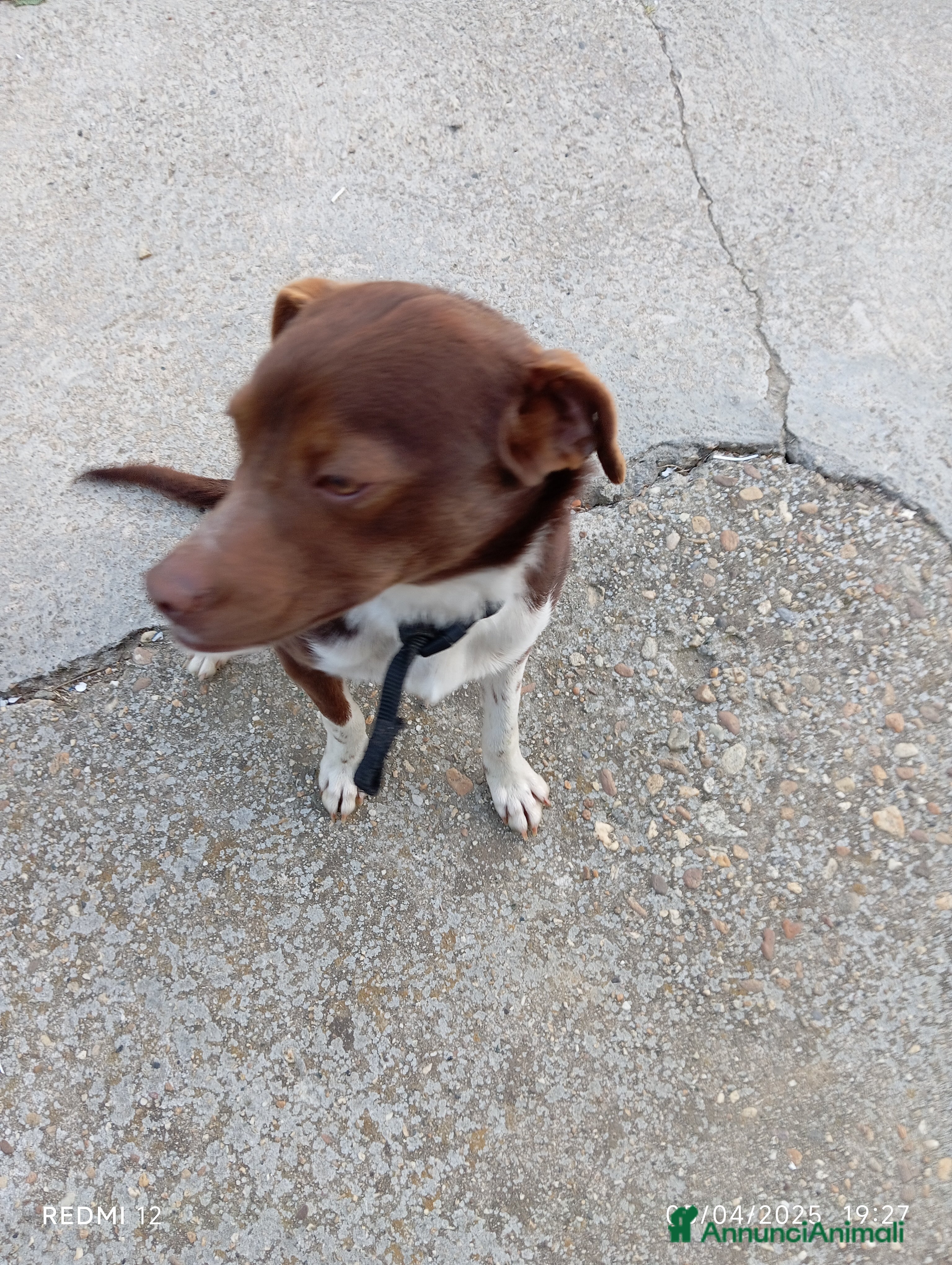 Meticcio cani Cucciolo meticcio di 2 anni cerca casa, regalo🐾 a Provincia di Asti - Annuncio 7