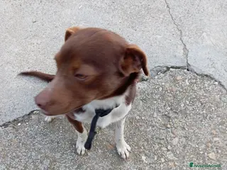 Meticcio cani Cucciolo meticcio di 2 anni cerca casa, regalo🐾 a Provincia di Asti - Annuncio 13
