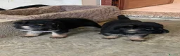 Pastore Tedesco cani in vendita: Disponibili cuccioli di pastore tedesco a Provincia del Sulcis Iglesiente - Annuncio 10