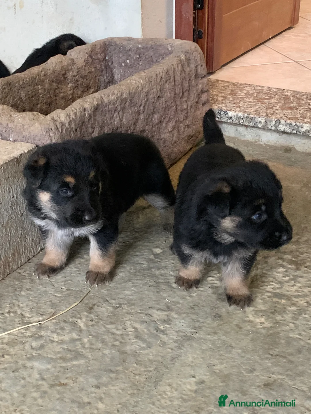 Pastore Tedesco cani in vendita: Disponibili cuccioli di pastore tedesco a Provincia del Sulcis Iglesiente - Annuncio 10