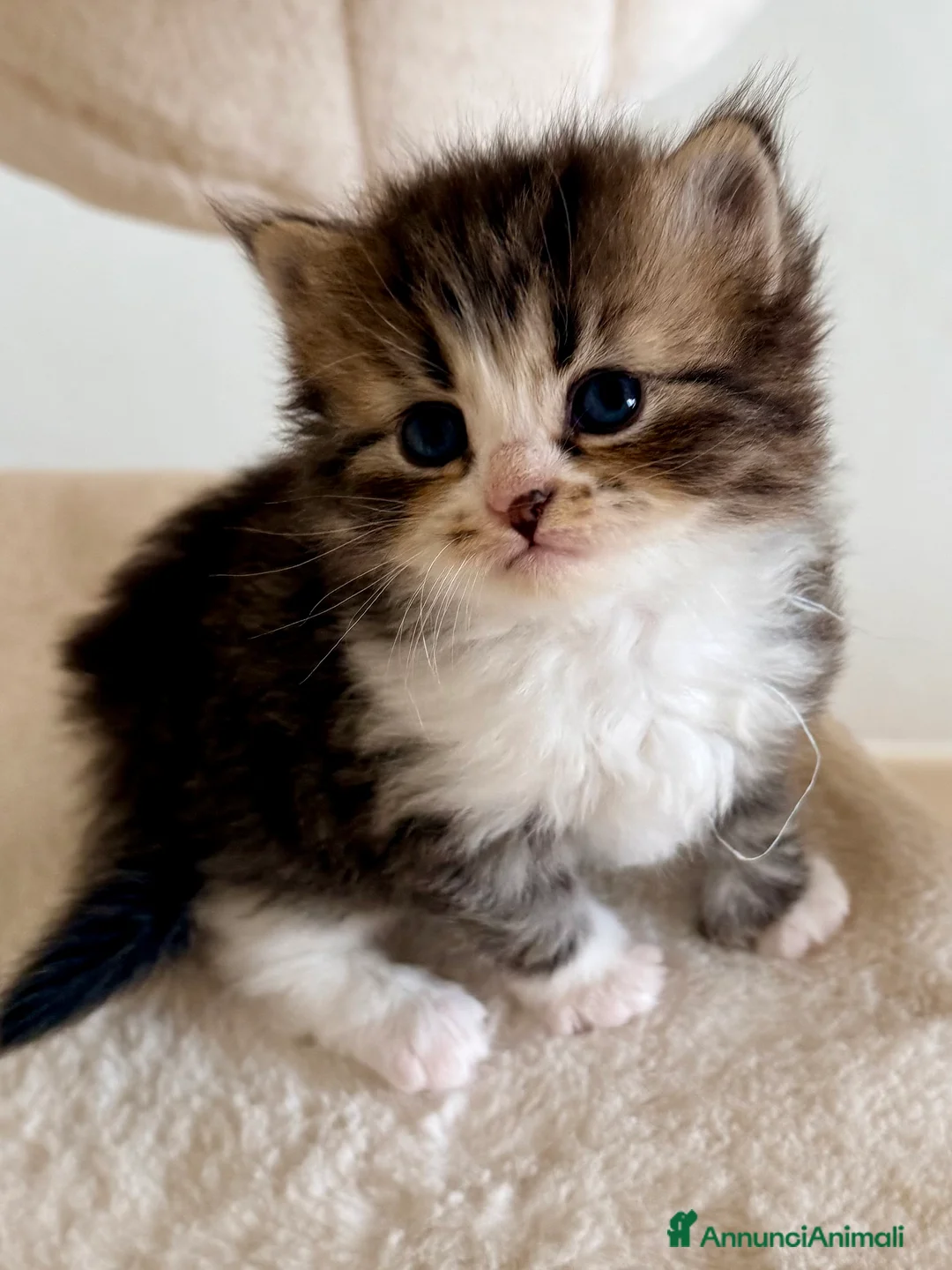 Siberiano gatti in vendita: Gattini siberiani e Neva masquerade - Annuncio 6