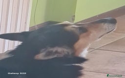 Meticcio cani in regalo: ACHILLE, 6 ANNI, TG PICCOLA, 9.5 KG. a Provincia di Bergamo - Immagine 8