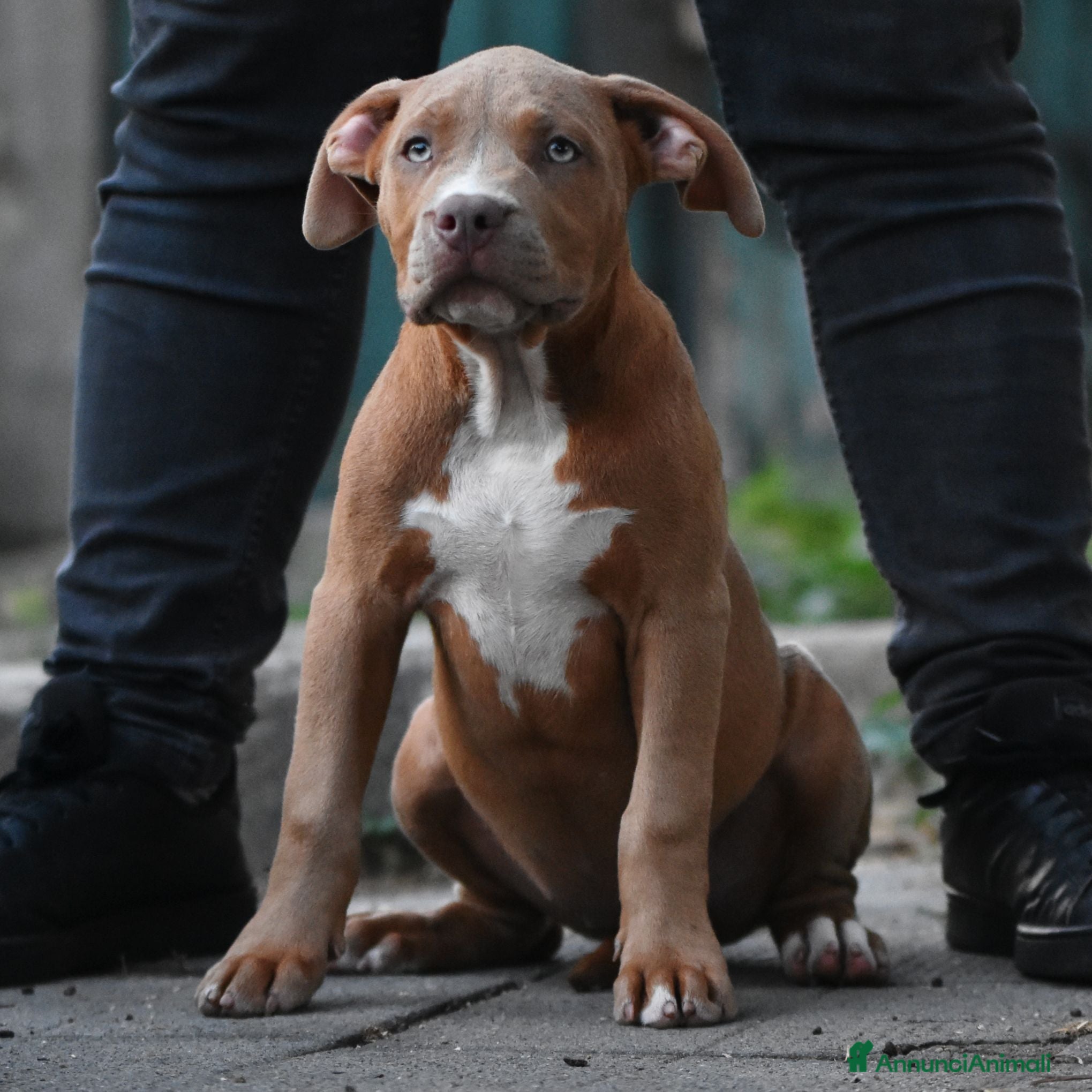American Bully cani Cucciole di American Bully XL. - Annuncio 4