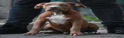 American Bully cani in vendita: Cucciole di American Bully XL. - Annuncio 1