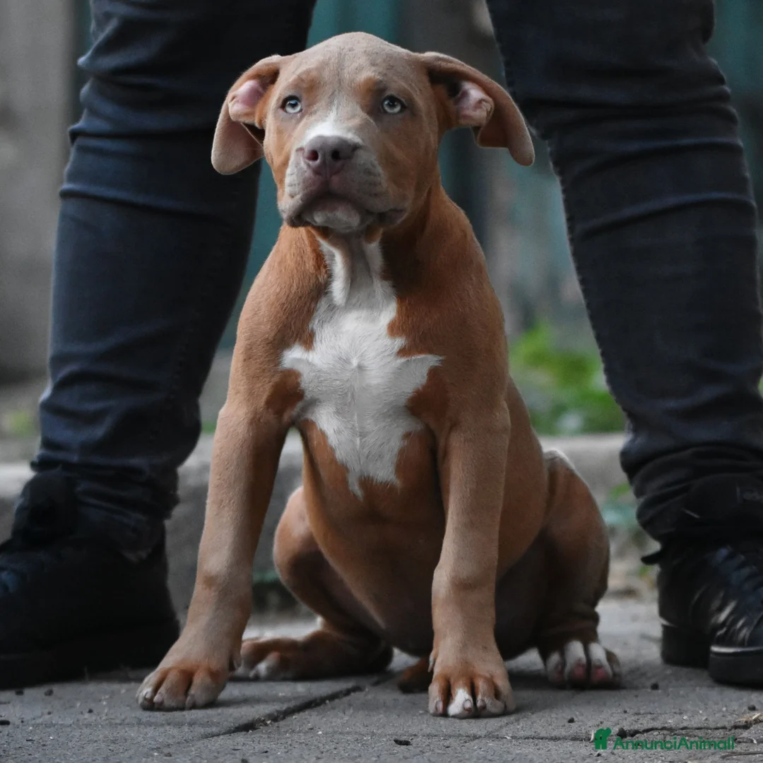 American Bully cani in vendita: Cucciole di American Bully XL. - Annuncio 1