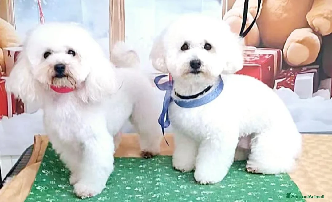 Barboncino Toy cani in regalo:  barboncini toy  a Provincia di Caserta - Annuncio 1
