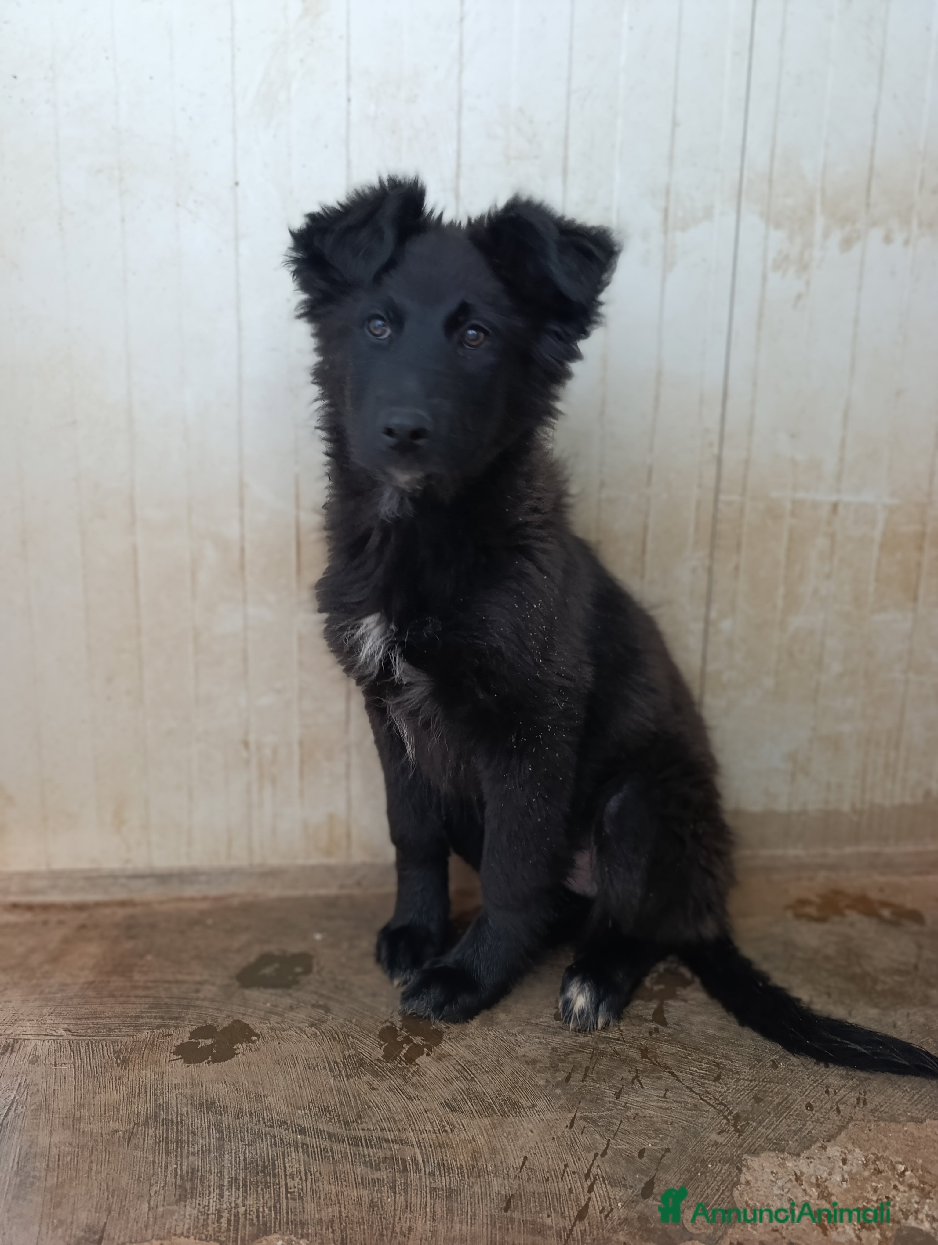 Meticcio cani Dolce Emir - Annuncio 21