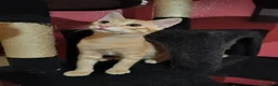 Meticcio gatti in regalo: 3 mesi, abituato in casa  - Annuncio 3