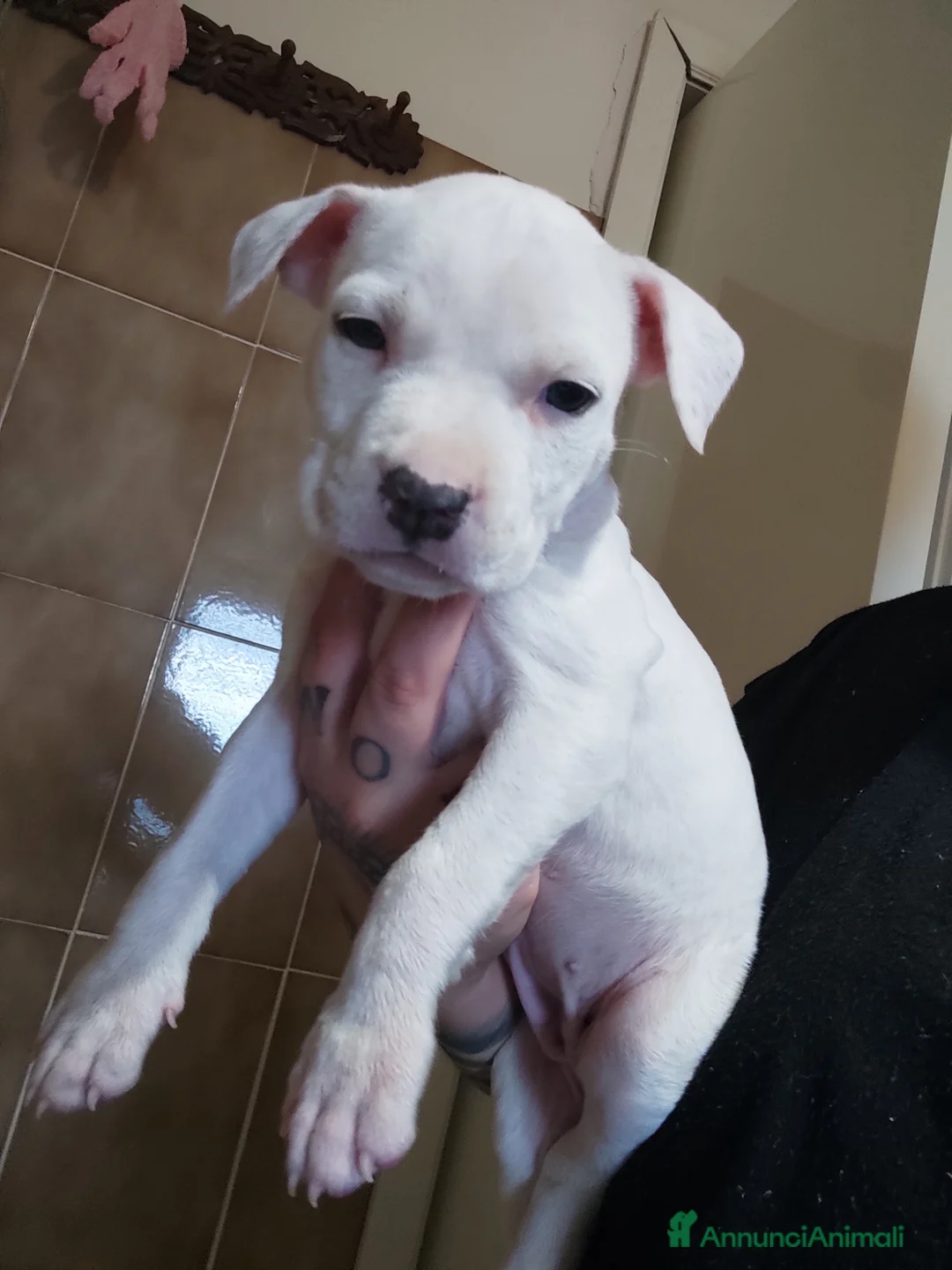 American Staffordshire cani in vendita: Cucciole di American Staffordshire Terrier  - Annuncio 2