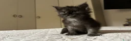 Maine Coon gatti in vendita: Maine Coon maschio pedigree Anfi - Annuncio 15